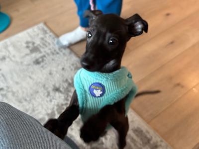 Black male Italian Greyhound puppy in Dublin