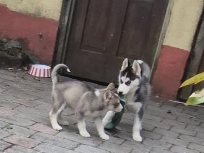 IKC Registered(pending) Siberian Husky puppies for sale in Carlow