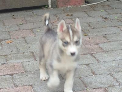IKC Registered(pending) Siberian Husky puppies for sale in Carlow