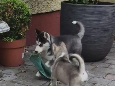 IKC Registered(pending) Siberian Husky puppies for sale in Carlow