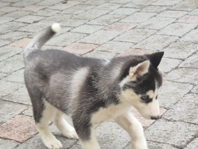 IKC Registered(pending) Siberian Husky puppies for sale in Carlow