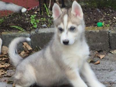 IKC Registered(pending) Siberian Husky puppies for sale in Carlow