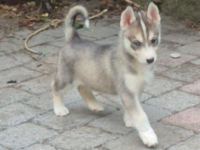 Siberian Husky puppies for sale in Carlow
