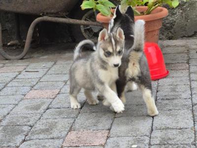 IKC Registered(pending) Siberian Husky puppies for sale in Carlow