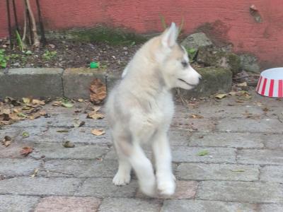 IKC Registered(pending) Siberian Husky puppies for sale in Carlow