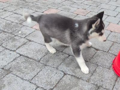 IKC Registered(pending) Siberian Husky puppies for sale in Carlow