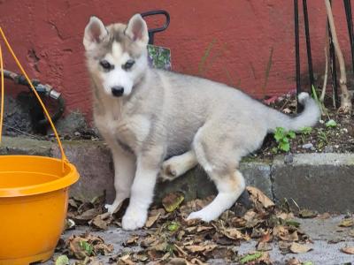IKC Registered(pending) Siberian Husky puppies for sale in Carlow