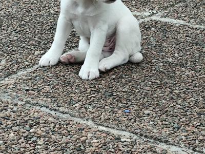 ONE FEMALE LEFT   Parson Russell Terrier puppies for sale in Kildare