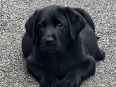 Purebred Labrador puppies in Tipperary