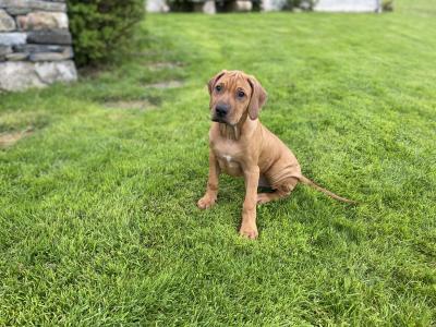 IKC Registered male wheaten Rhodesian Ridgeback puppy in Donegal