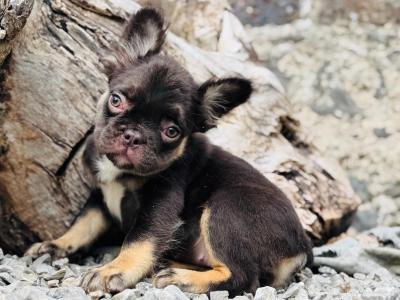 Female French Bulldog puppy. Parents health tested, father registered with KC-mother with IKC
