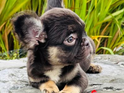 Fluffy French Bulldog girl in Dublin💝