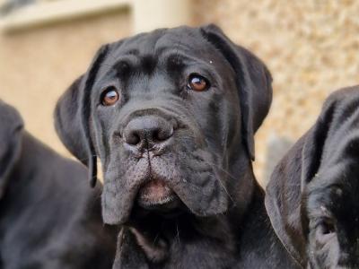 FCI Cane Corso puppies