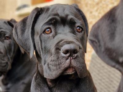 FCI Cane Corso puppies