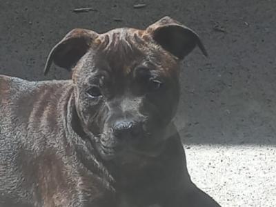 IKC Registered Staffordshire Bull Terrier puppies in Dublin