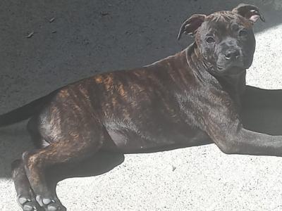 Staffordshire Bull Terrier puppies in Dublin