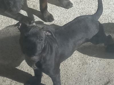 Staffordshire Bull Terrier puppies in Dublin