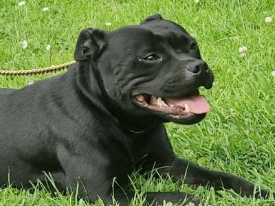 Staffordshire Bull Terrier puppies in Dublin