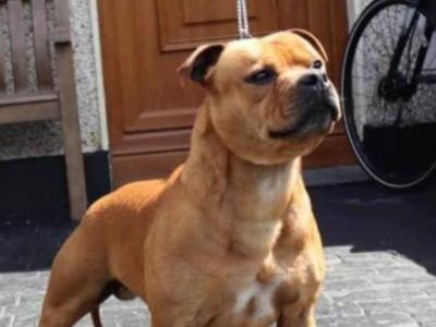 Staffordshire Bull Terrier puppies in Dublin
