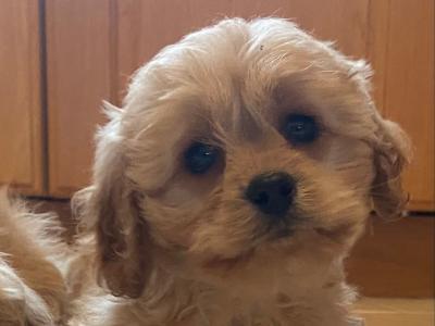 Stunning Cavapoo puppies in Cavan