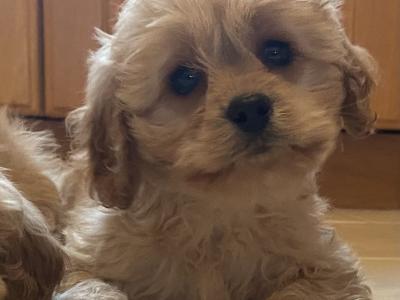 Stunning Cavapoo Puppies