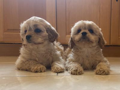 Stunning Cavapoo Puppies