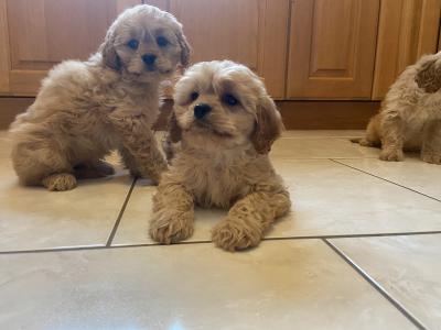 Stunning Cavapoo Puppies