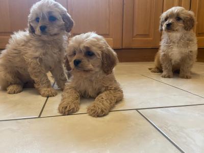 Stunning Cavapoo Puppies