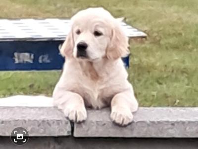 IKC Registered Champion Bred Golden Retriever puppies in Cork