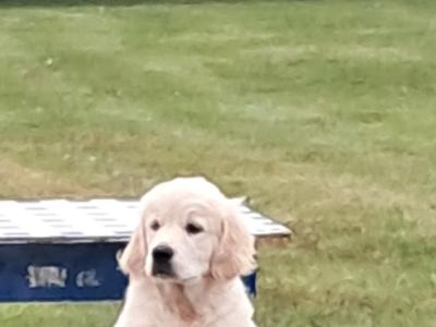 IKC Registered(pending) Champion Bred Golden Retriever puppies in Cork