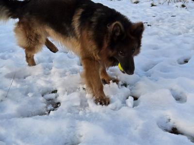 Hendrix the German Shepherd, IKC registered