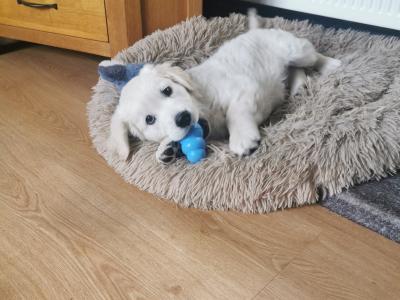 Beautiful Golden Retriever puppies for sale in Mayo