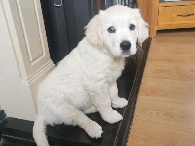 Beautiful Golden Retriever puppies for sale in Mayo