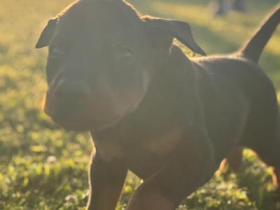 Doberman puppies