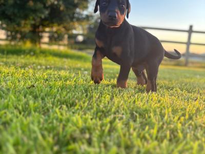 Doberman puppies in Kerry