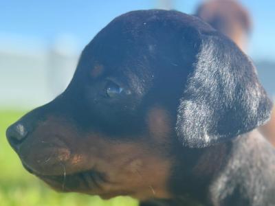 Doberman puppies in Kerry