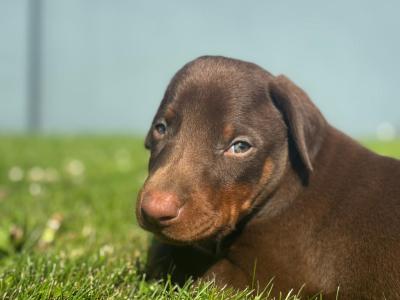 Doberman puppies in Kerry