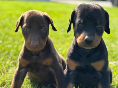 Dobermann puppies in Kerry