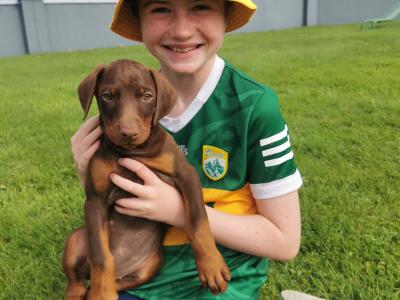 Dobermann puppies in Kerry