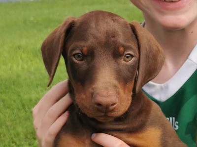 Dobermann puppies in Kerry