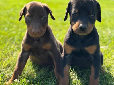 Doberman puppies in Kerry