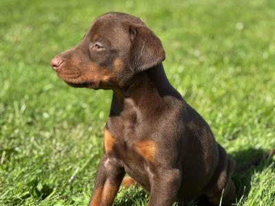 Doberman puppies in Kerry