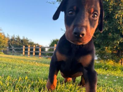 Doberman puppies in Kerry