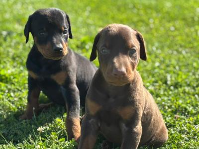 Doberman puppies in Kerry