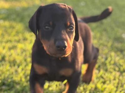 Doberman puppies in Kerry
