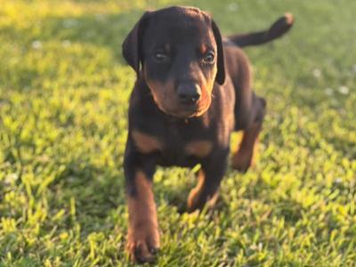 Dobermann puppies in Kerry