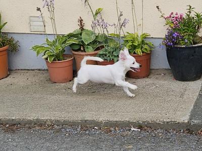 Bichon X Jack Russell. Readvertised due to time wasters
