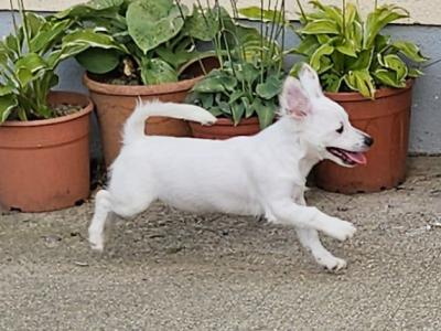 Male Bichon Frise x Jack Russell puppy in Wicklow. Readvertised due to time wasters
