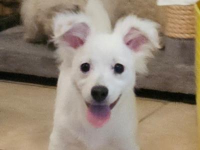 Male Bichon Frise x Jack Russell puppy in Wicklow. Readvertised due to time wasters