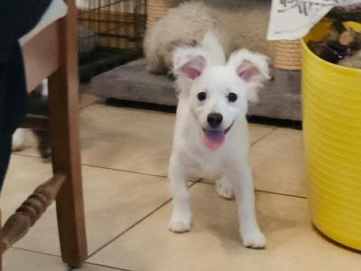 Bichon X Jack Russell. Readvertised due to time wasters